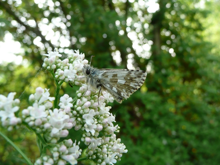 riconoscimento lepidoptera