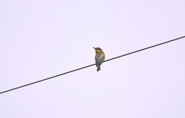 Qualcuno sa identificare?