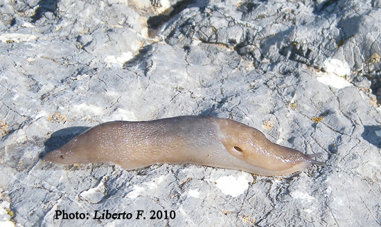 Limax bivonae  dalle Madonie (Sicilia)