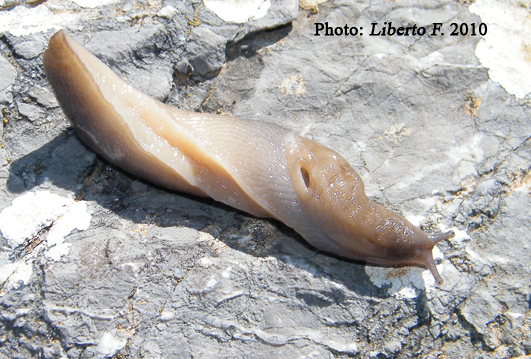 Limax bivonae  dalle Madonie (Sicilia)