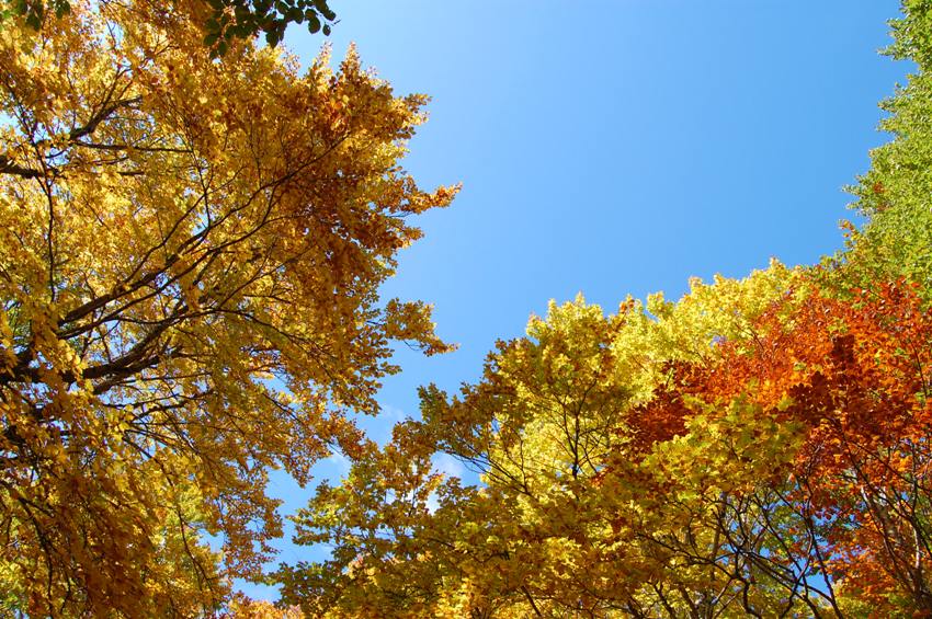 Benvenuto autunno! Esplosione di colori nel PN d''Abruzzo