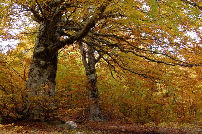 Benvenuto autunno! Esplosione di colori nel PN d''Abruzzo