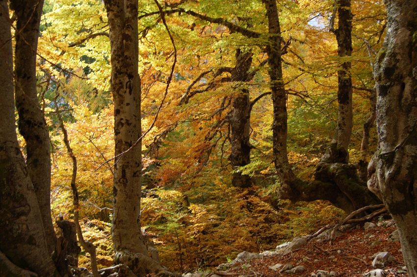 Benvenuto autunno! Esplosione di colori nel PN d''Abruzzo