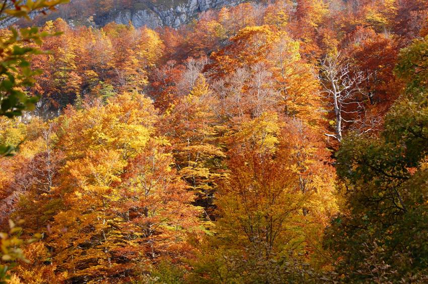 Benvenuto autunno! Esplosione di colori nel PN d''Abruzzo