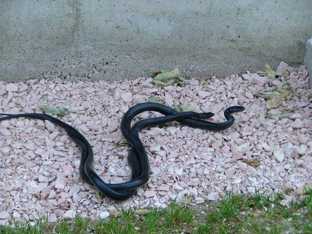 Hierophis viridiflavus, accoppiamento