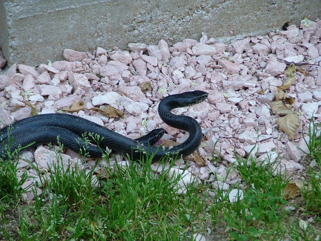 Hierophis viridiflavus, accoppiamento