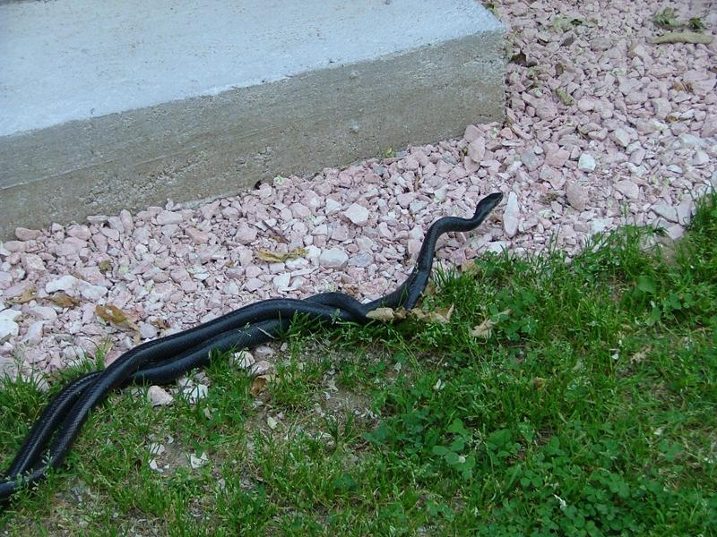 Hierophis viridiflavus, accoppiamento