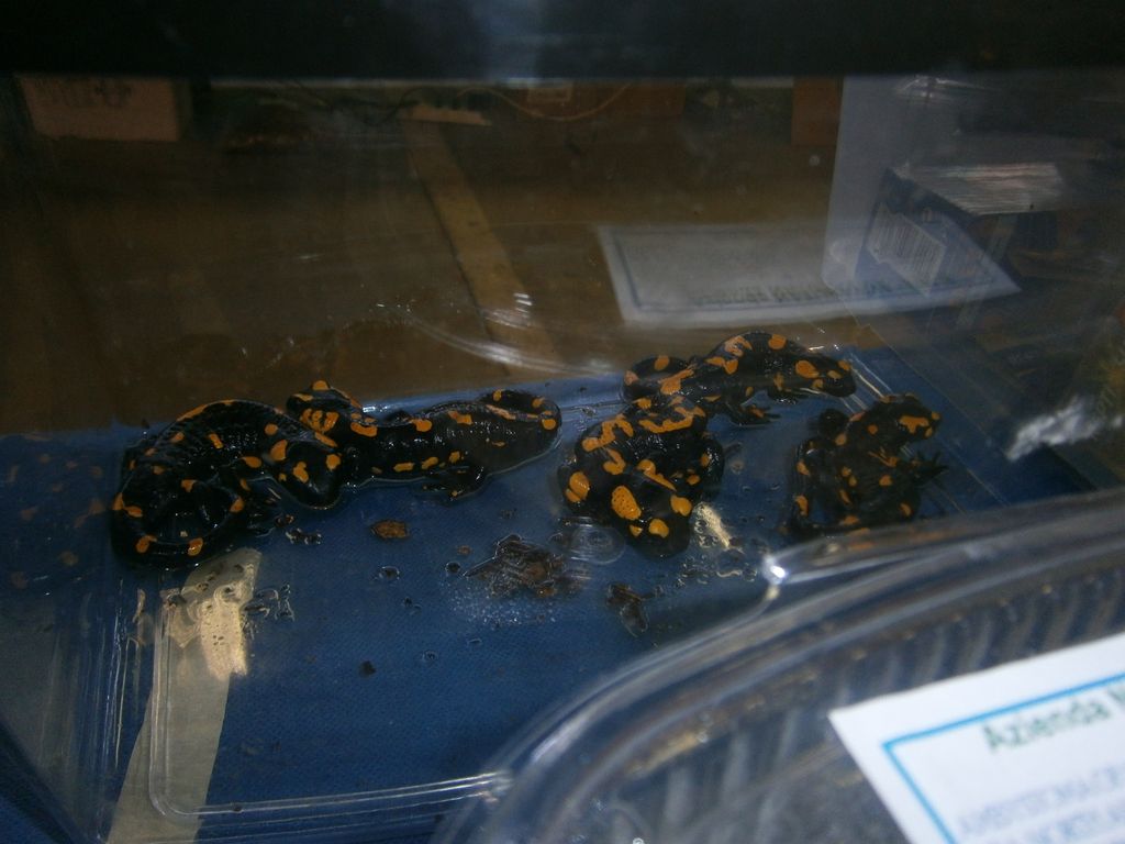 salamandre a DragonDay