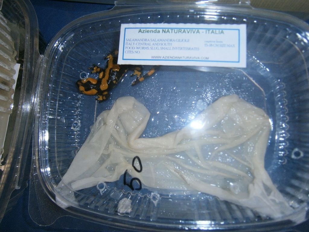 salamandre a DragonDay