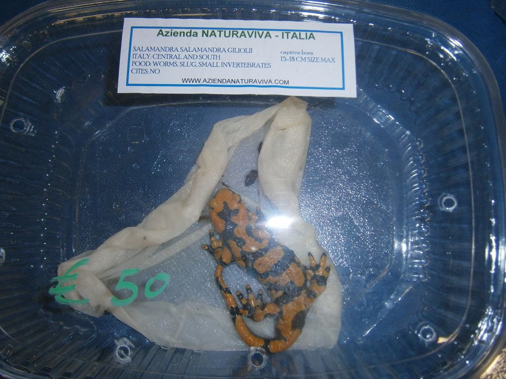 salamandre a DragonDay