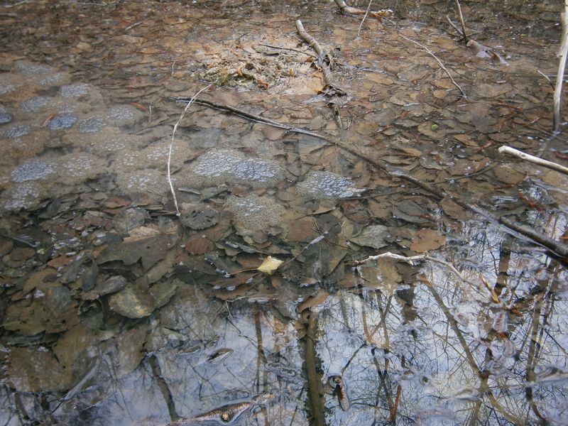 Pian piano torna la primavera