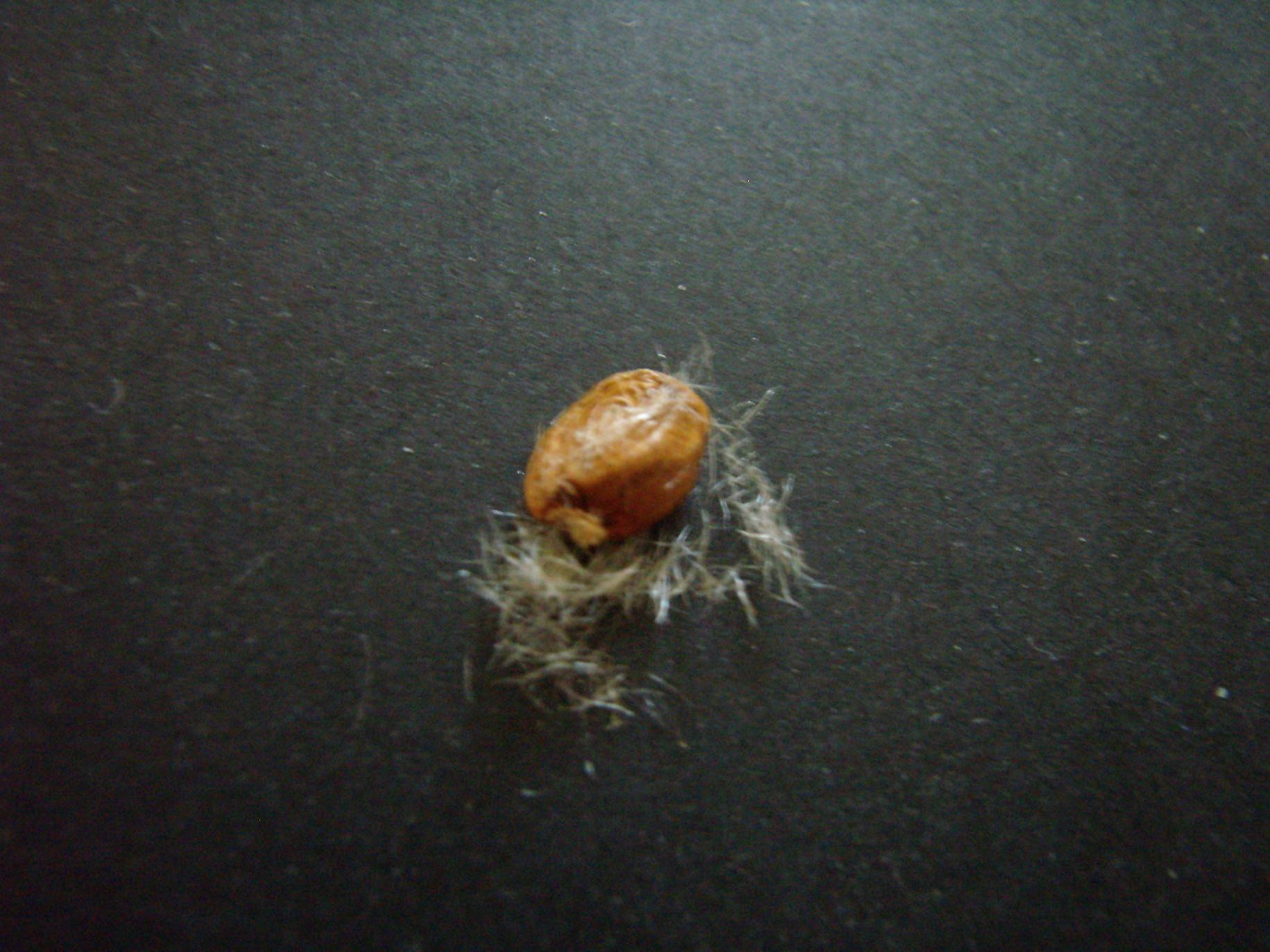 Come si chiama sto fenomeno ? germinazione semi