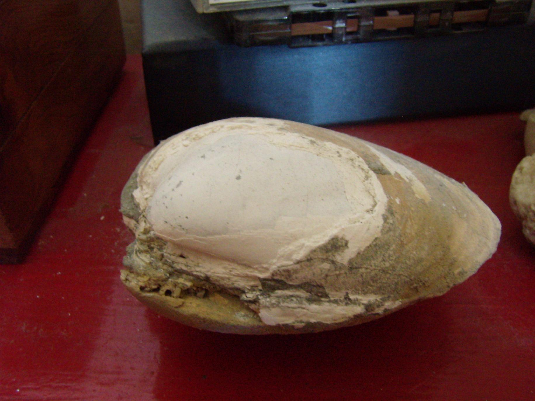 UN CONSIGLIO ,come preparo una conchiglia friabile ?