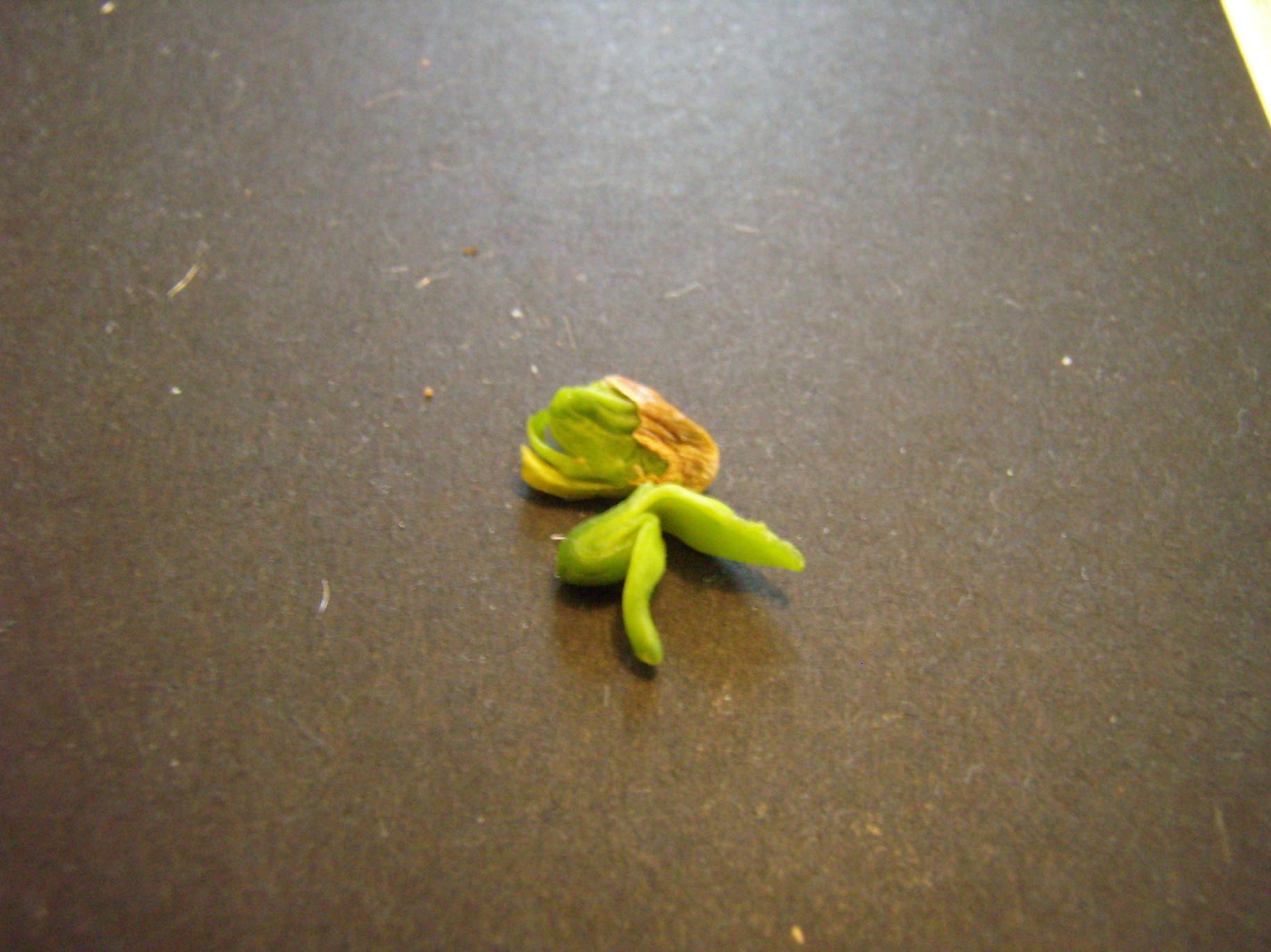 Come si chiama sto fenomeno ? germinazione semi