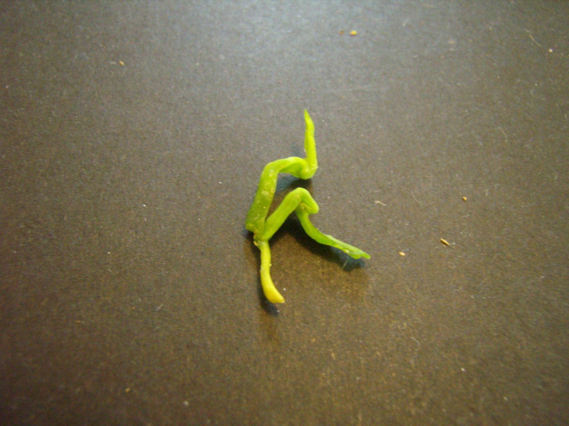Come si chiama sto fenomeno ? germinazione semi