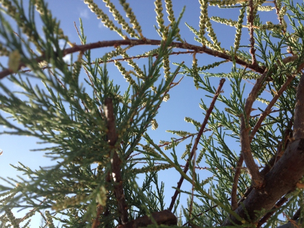 Tamarix cfr. parviflora