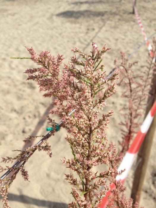 Tamarix cfr. parviflora