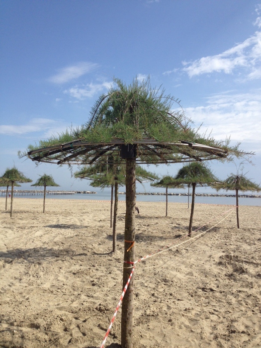 Tamarix cfr. parviflora