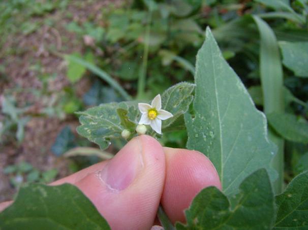 Solanum nigrum - Erba Morella