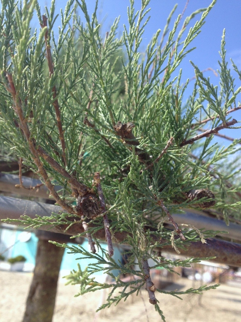 Tamarix cfr. parviflora