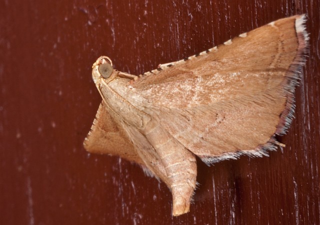 ancora noctuide? No Pyralidae : Endotricha flammealis