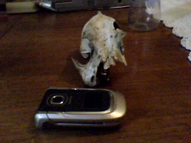 Identificazione cranio..cane