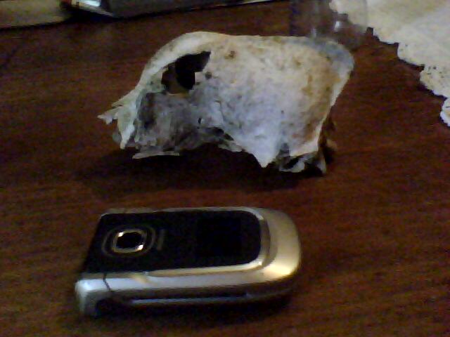 Identificazione cranio..cane