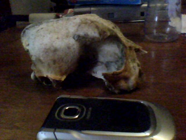 Identificazione cranio..cane