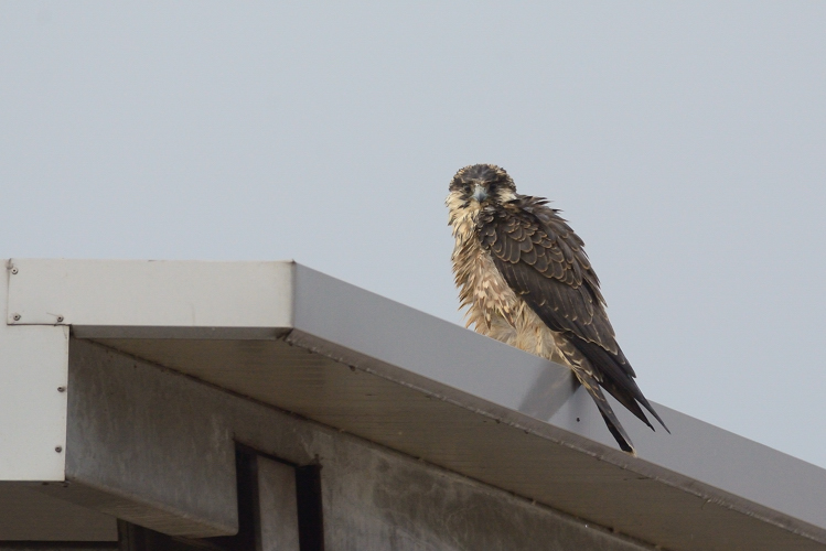 identificazione falco