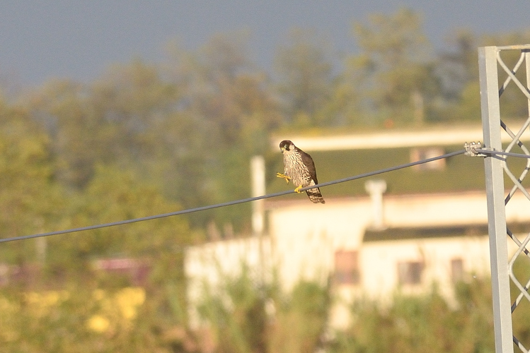 identificazione falco