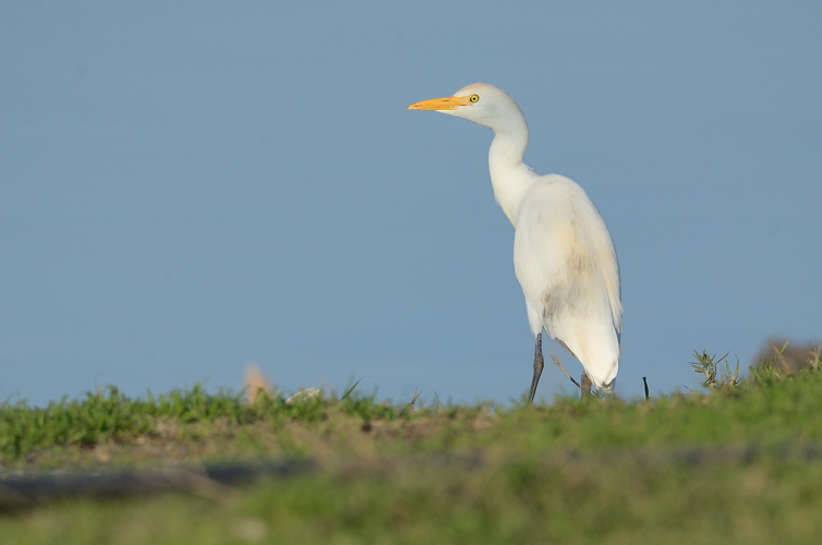 passeggiata a Lesina