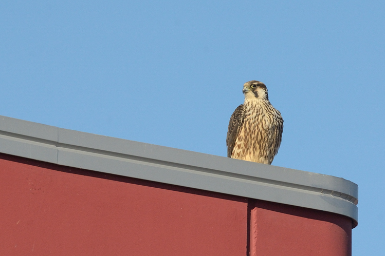 identificazione falco