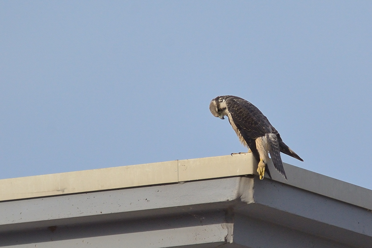 identificazione falco