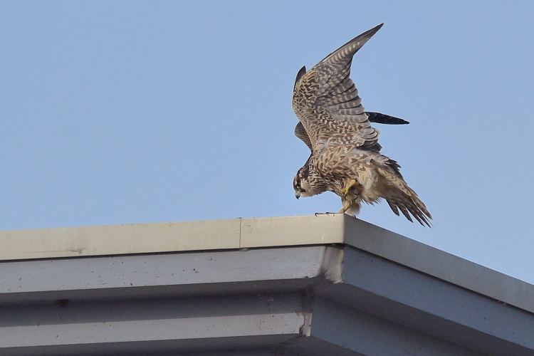 identificazione falco