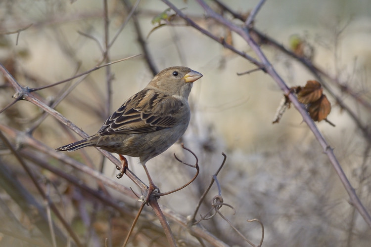 Passera sarda - Passer hispaniolensis