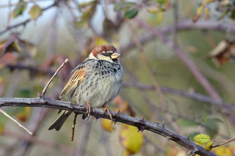 Passera sarda - Passer hispaniolensis