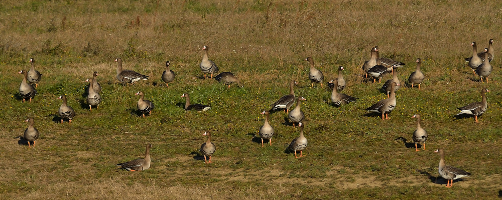 Oche lombardelle
