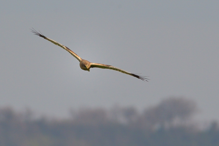 Falco di palude