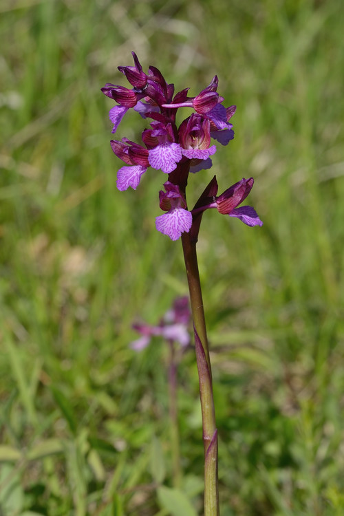 Anacamptis xgennarii (A.papilionacea x A.morio)