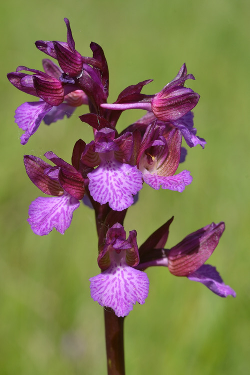 Anacamptis xgennarii (A.papilionacea x A.morio)