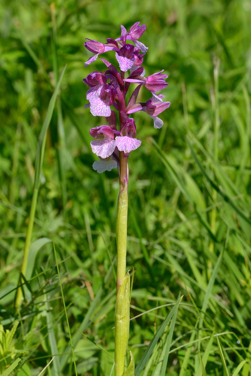Anacamptis xgennarii (A.papilionacea x A.morio)