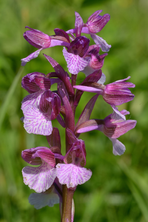 Anacamptis xgennarii (A.papilionacea x A.morio)