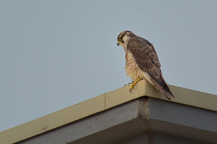 identificazione falco