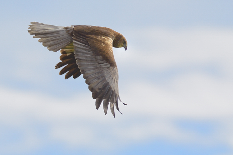 Falco di palude