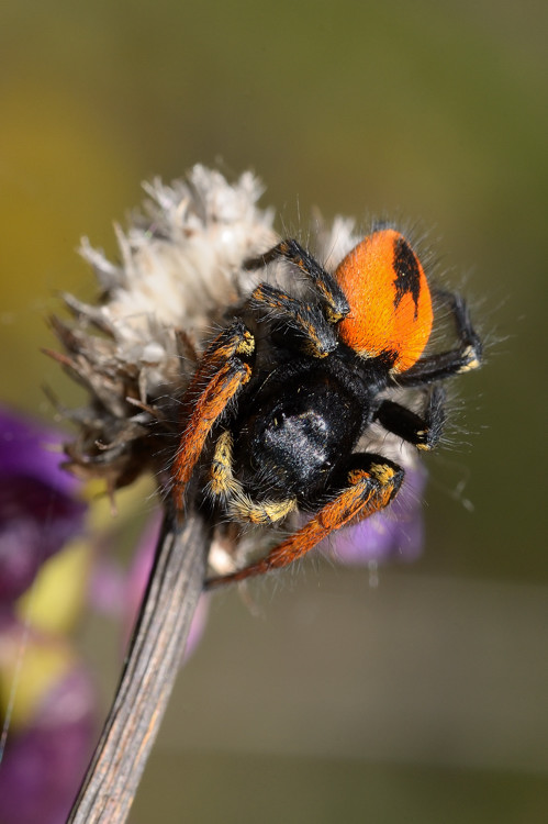 Philaeus chrysops