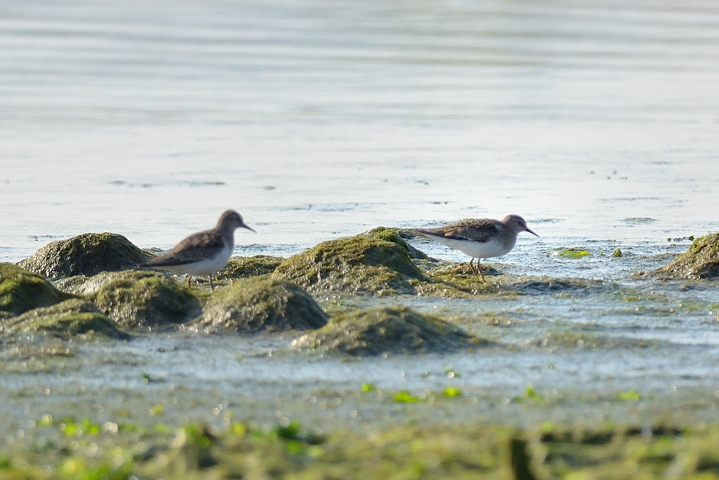 identificazione limicoli