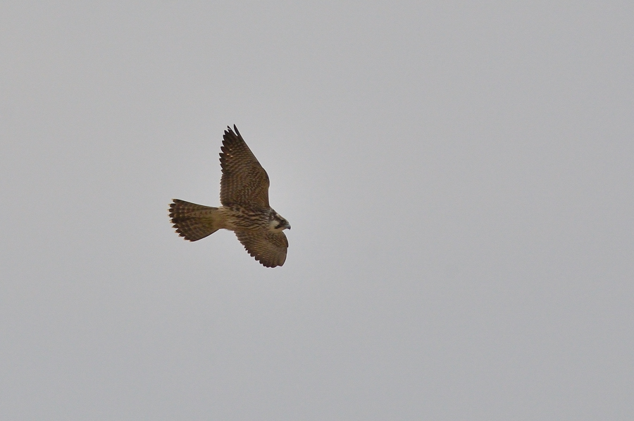 identificazione falco