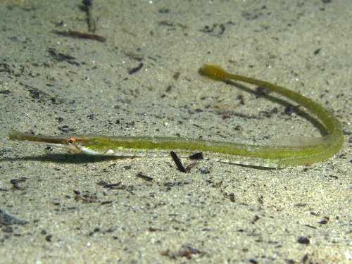 Pesci ago (Syngnathus taenionotus e Syngnathus typhle)