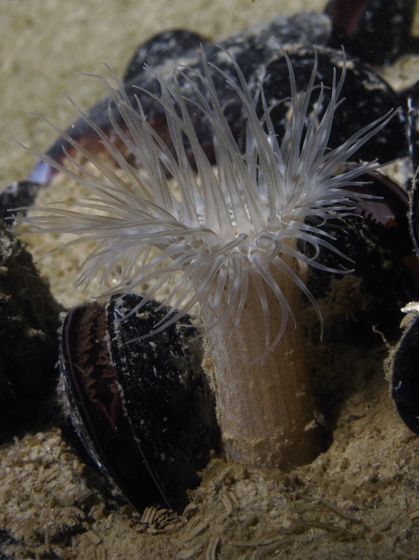 Sagartiogeton undatus