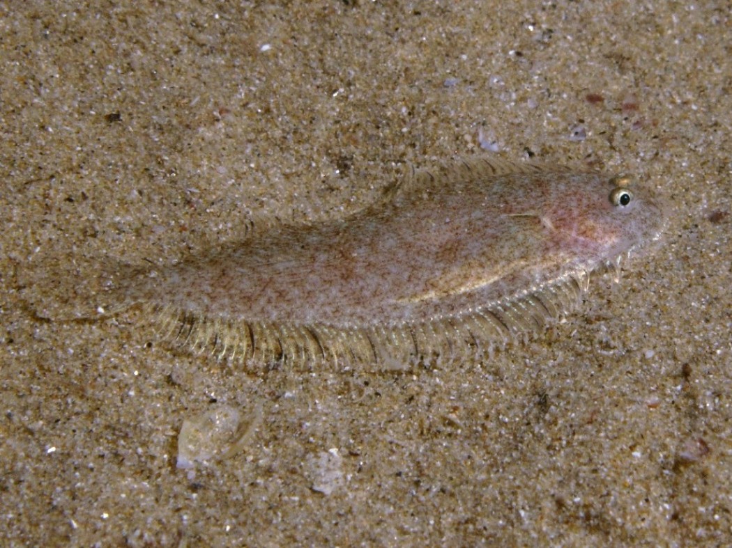 Sogliola gialla (Buglossidium luteum) e Suacia